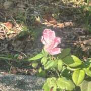 ヒメ日記 2025/08/17 08:01 投稿 リズ マテリアル