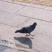 ヒメ日記 2025/08/18 08:01 投稿 リズ マテリアル