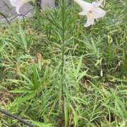 ヒメ日記 2025/08/24 08:01 投稿 リズ マテリアル