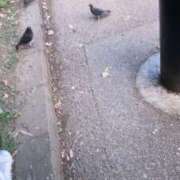 ヒメ日記 2025/10/04 12:46 投稿 リズ マテリアル