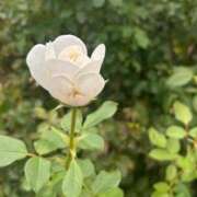 ヒメ日記 2025/12/27 18:46 投稿 リズ マテリアル