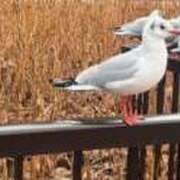 ヒメ日記 2026/01/08 08:16 投稿 リズ マテリアル