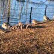 ヒメ日記 2026/01/12 14:31 投稿 リズ マテリアル