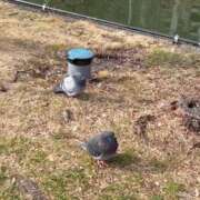 ヒメ日記 2026/01/20 12:46 投稿 リズ マテリアル