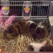 ヒメ日記 2026/01/24 13:31 投稿 リズ マテリアル