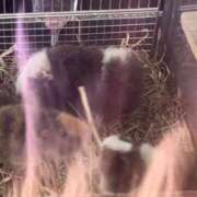 ヒメ日記 2026/01/29 19:16 投稿 リズ マテリアル