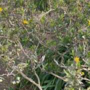 ヒメ日記 2026/03/30 21:16 投稿 リズ マテリアル