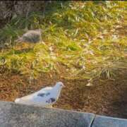 ヒメ日記 2026/06/18 22:16 投稿 リズ マテリアル