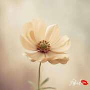 ヒメ日記 2025/09/11 11:23 投稿 あきほ★上品でエロス旺盛 BITEKI