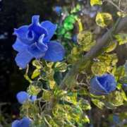 ヒメ日記 2026/02/25 06:30 投稿 ゆうみ ごほうびSPA五反田店