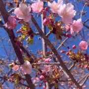 ヒメ日記 2025/02/24 13:01 投稿 多映(たえ) 上野人妻城