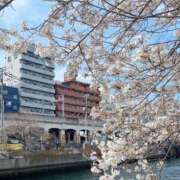 ヒメ日記 2025/04/05 18:06 投稿 本田ともか 五十路マダムエクスプレス横浜店（カサブランカグループ）