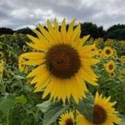 ヒメ日記 2025/07/08 15:46 投稿 瀬名くるみ ABC 岩手ソープ