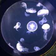 ヒメ日記 2025/08/26 15:01 投稿 瀬名くるみ ABC 岩手ソープ