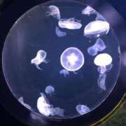 ヒメ日記 2026/01/21 08:01 投稿 瀬名くるみ ABC 岩手ソープ