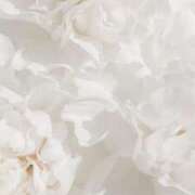 ヒメ日記 2025/09/17 11:17 投稿 しほ CECIL