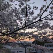 ヒメ日記 2025/04/25 16:15 投稿 理咲子 東京人妻フォーシーズンズ