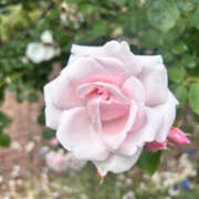 ヒメ日記 2025/06/01 23:39 投稿 みれい バッドカンパニー水戸