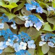 ヒメ日記 2025/11/22 14:25 投稿 桜庭ゆりあ 大人のエッチなエステ