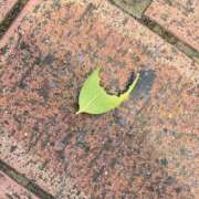 ヒメ日記 2026/01/28 12:40 投稿 桜庭ゆりあ 大人のエッチなエステ