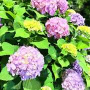 ヒメ日記 2026/01/28 15:53 投稿 桜庭ゆりあ 大人のエッチなエステ