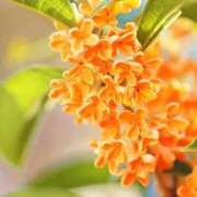 ヒメ日記 2026/06/18 22:30 投稿 桜庭ゆりあ 大人のエッチなエステ
