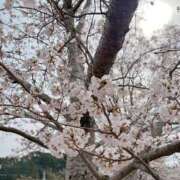 ヒメ日記 2025/03/31 08:31 投稿 ひなた [優良人妻店]セレブスタイル（山口～防府～萩）