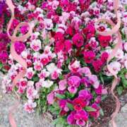 ヒメ日記 2025/04/24 17:53 投稿 しおり 完熟ばなな神戸・三宮店