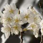 ヒメ日記 2025/03/27 07:32 投稿 さんご 密着指導！バカンス学園 尼崎校