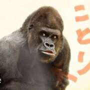 ヒメ日記 2025/03/22 14:23 投稿 椎名　ことり ギン妻パラダイス 谷九店