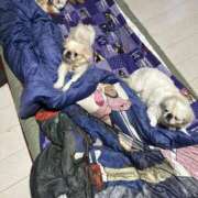 ヒメ日記 2025/11/21 22:16 投稿 椎名　ことり ギン妻パラダイス 谷九店