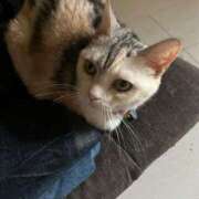 椎名　ことり ヤッピー ギン妻パラダイス 谷九店