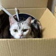 椎名　ことり ありがとだよ ギン妻パラダイス 谷九店