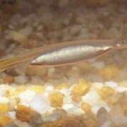 ヒメ日記 2026/03/31 17:07 投稿 椎名　ことり ギン妻パラダイス 谷九店