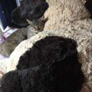 ヒメ日記 2025/11/22 16:15 投稿 せな ダイスキ