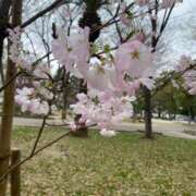 ヒメ日記 2025/03/29 17:16 投稿 みらい BUNNY（バニー）十三店