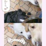 ヒメ日記 2026/03/24 16:15 投稿 みらい BUNNY（バニー）十三店