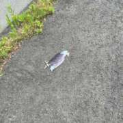 ヒメ日記 2025/07/22 17:22 投稿 ゆい 山梨甲府甲斐ちゃんこ