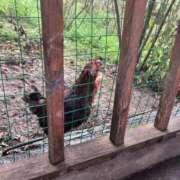 ヒメ日記 2025/12/27 08:26 投稿 れな エディーズ