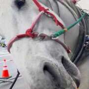 ヒメ日記 2026/04/08 20:54 投稿 れな エディーズ