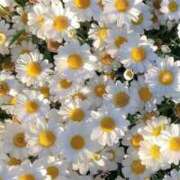 ヒメ日記 2025/05/26 12:45 投稿 なぎ 脱がされたい人妻 厚木店