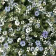 ヒメ日記 2026/01/22 12:23 投稿 なぎ 脱がされたい人妻 厚木店