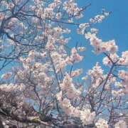 ヒメ日記 2026/03/24 10:46 投稿 野上こころ ABC 岩手ソープ