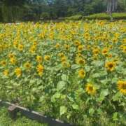 ヒメ日記 2025/08/01 07:09 投稿 なぎさ 大人の色気！ ウエスト・コム