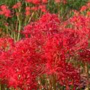 ヒメ日記 2025/11/14 15:35 投稿 なぎさ 大人の色気！ ウエスト・コム