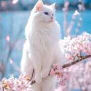 ヒメ日記 2026/04/04 09:25 投稿 なぎさ 大人の色気！ ウエスト・コム