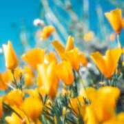 ヒメ日記 2025/04/14 22:55 投稿 絹(きぬ) 渋谷蘭の会