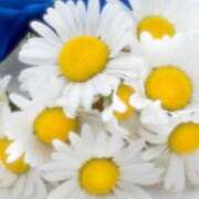 絹(きぬ) きぬ 渋谷蘭の会