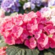 絹(きぬ) きぬ 渋谷蘭の会