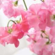 絹(きぬ) きぬ 渋谷蘭の会